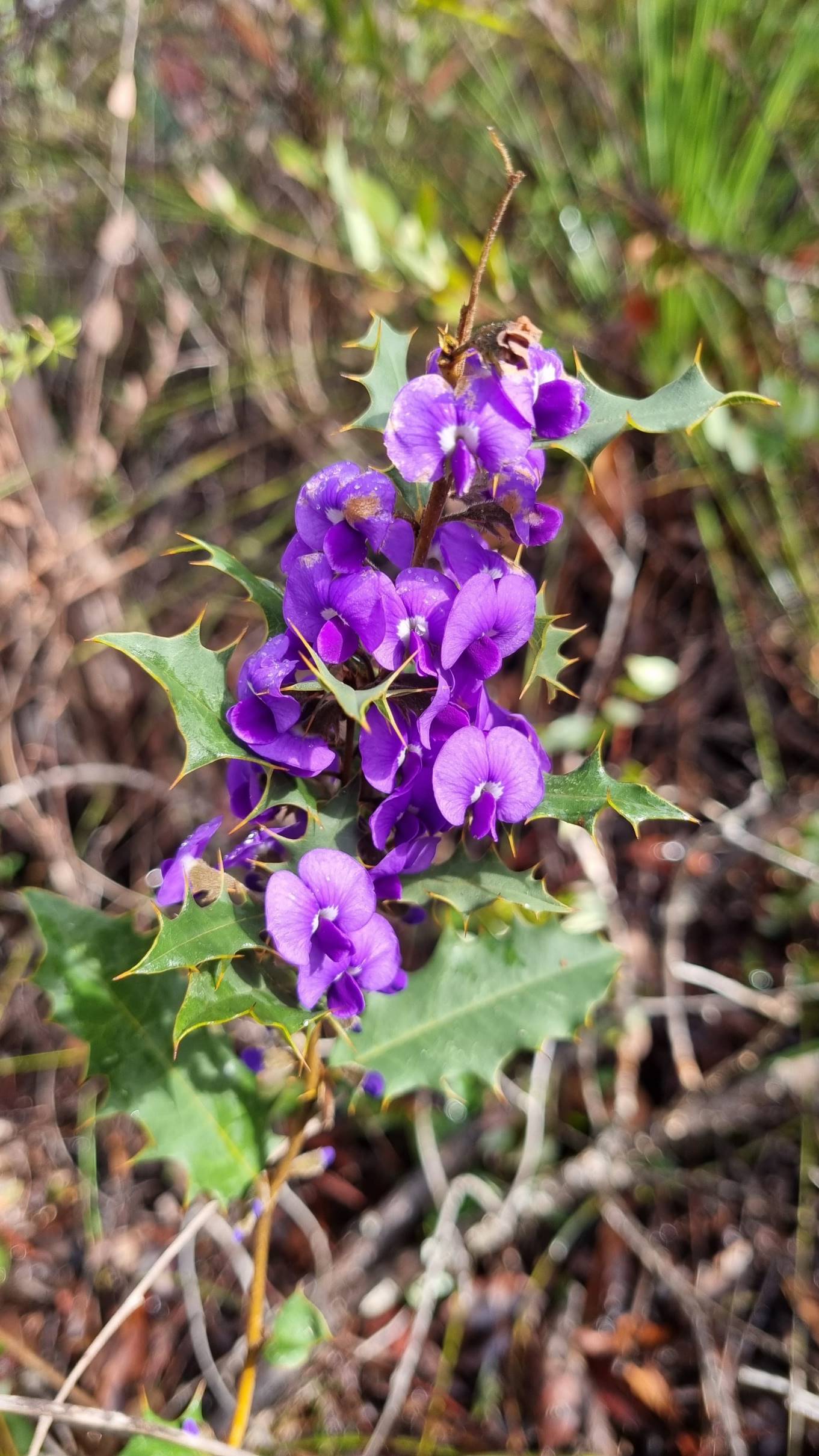 chorizemifolia